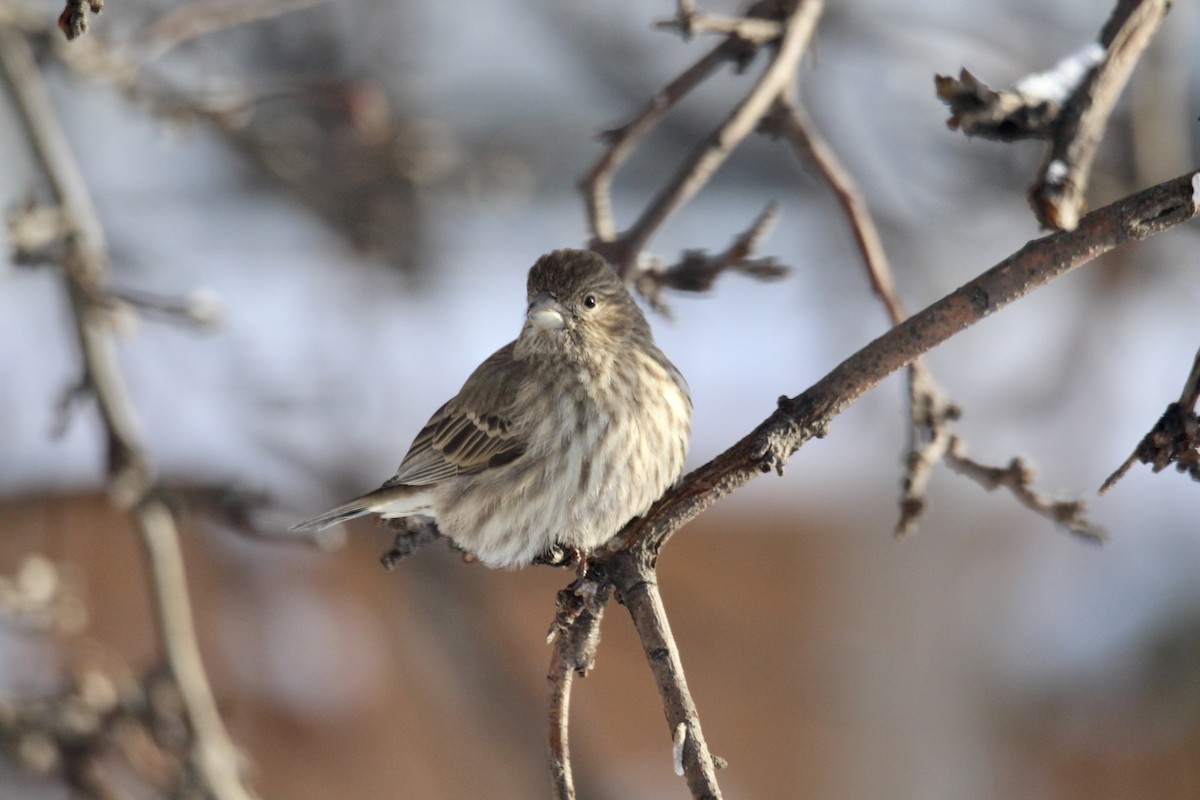 House Finch - ML646481968