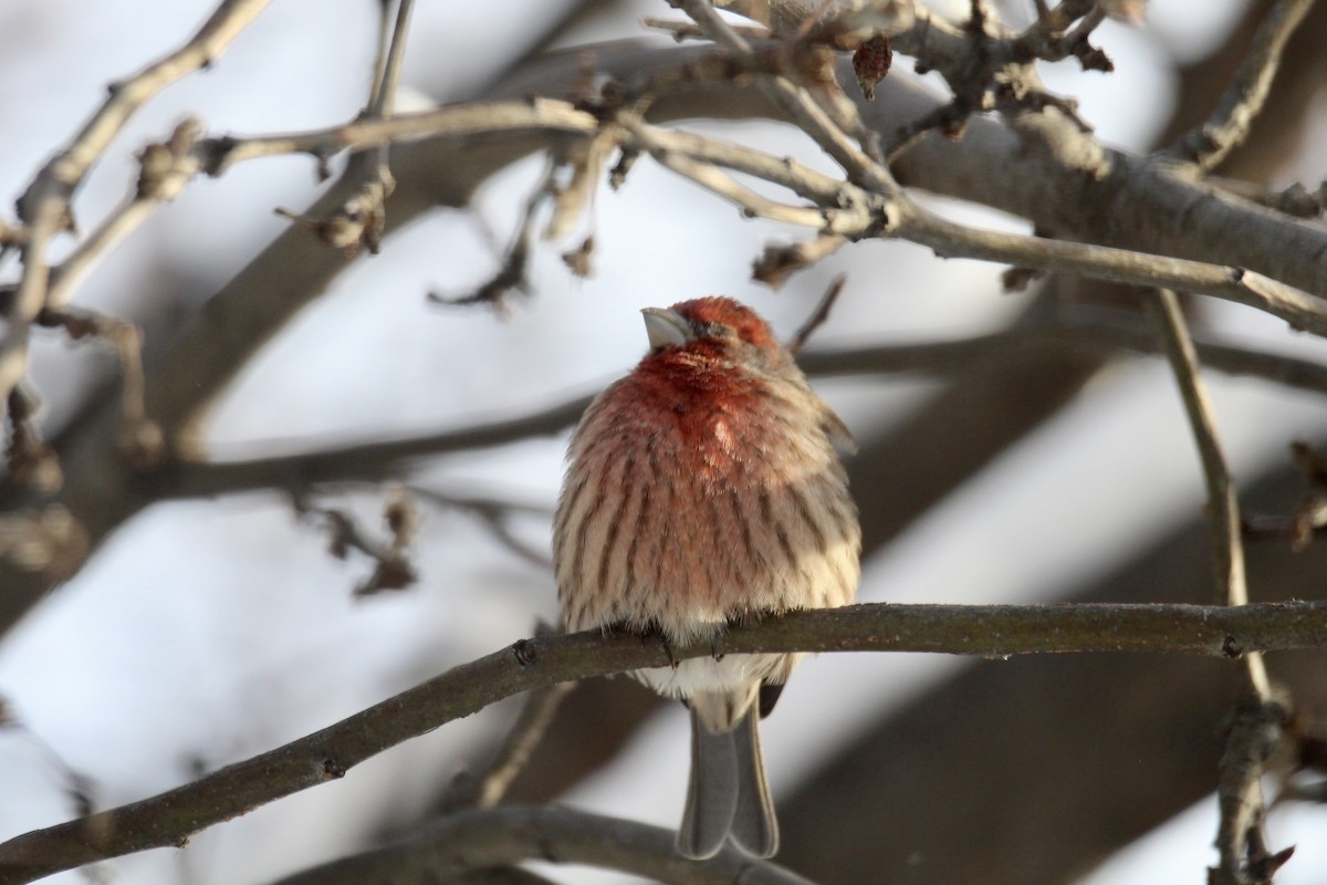 House Finch - ML646481969