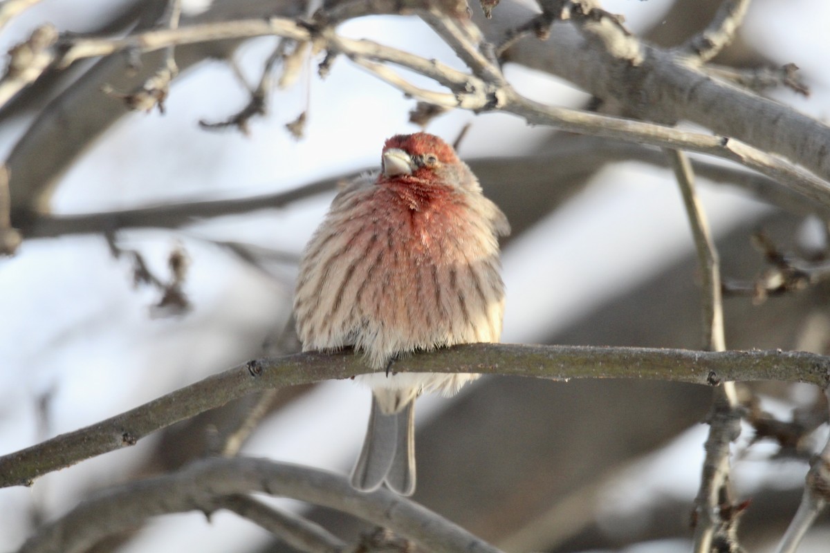 House Finch - ML646481971
