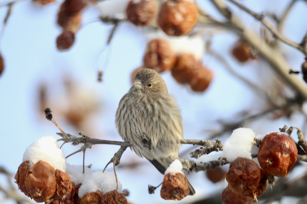 House Finch - ML646481972