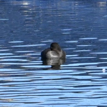 赤膀鴨 - ML646481974