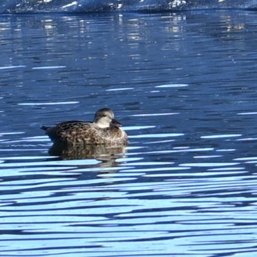 赤膀鴨 - ML646481975