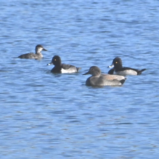 赤膀鴨 - ML646481976