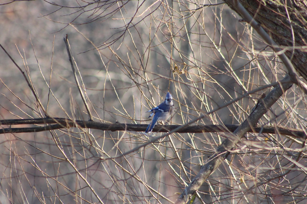 Blue Jay - ML646481979