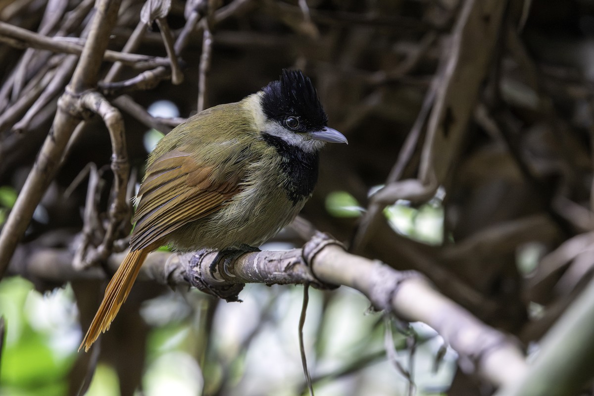 White-bearded Antshrike - ML646481980