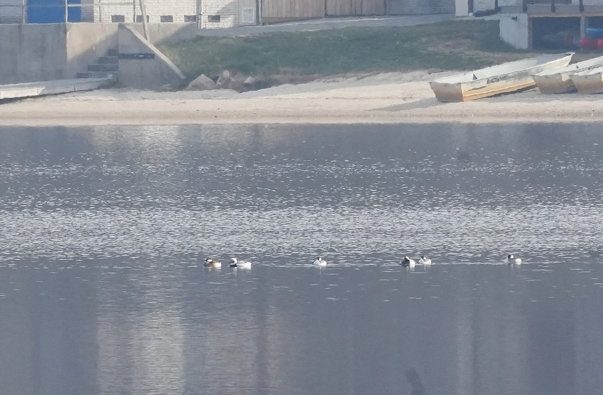 Long-tailed Duck - ML646481981
