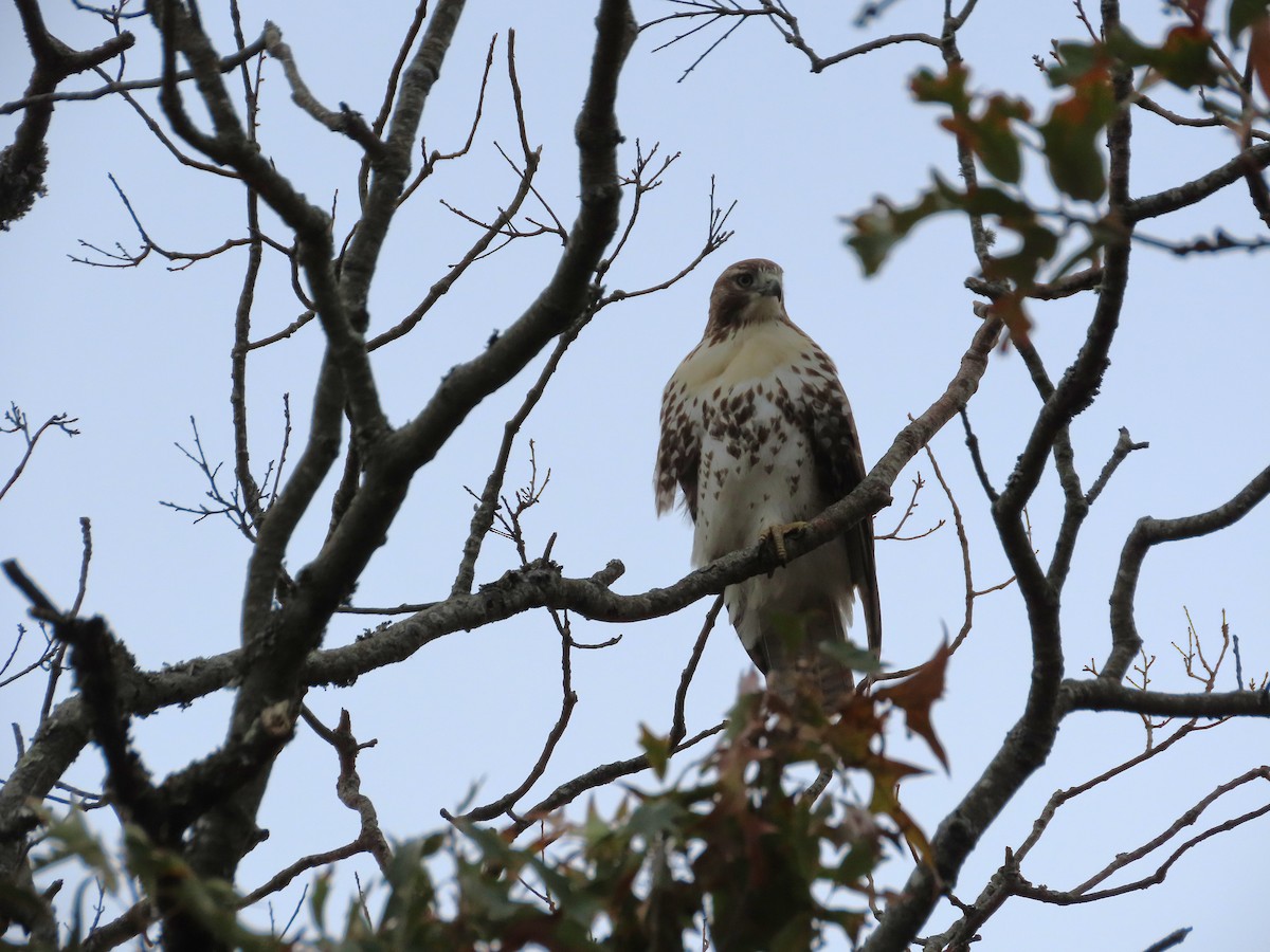 Канюк неоарктичний - ML646481984