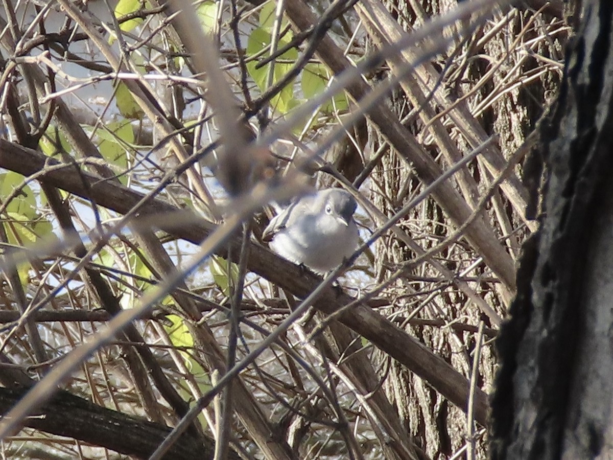 Blue-gray Gnatcatcher - ML646481989