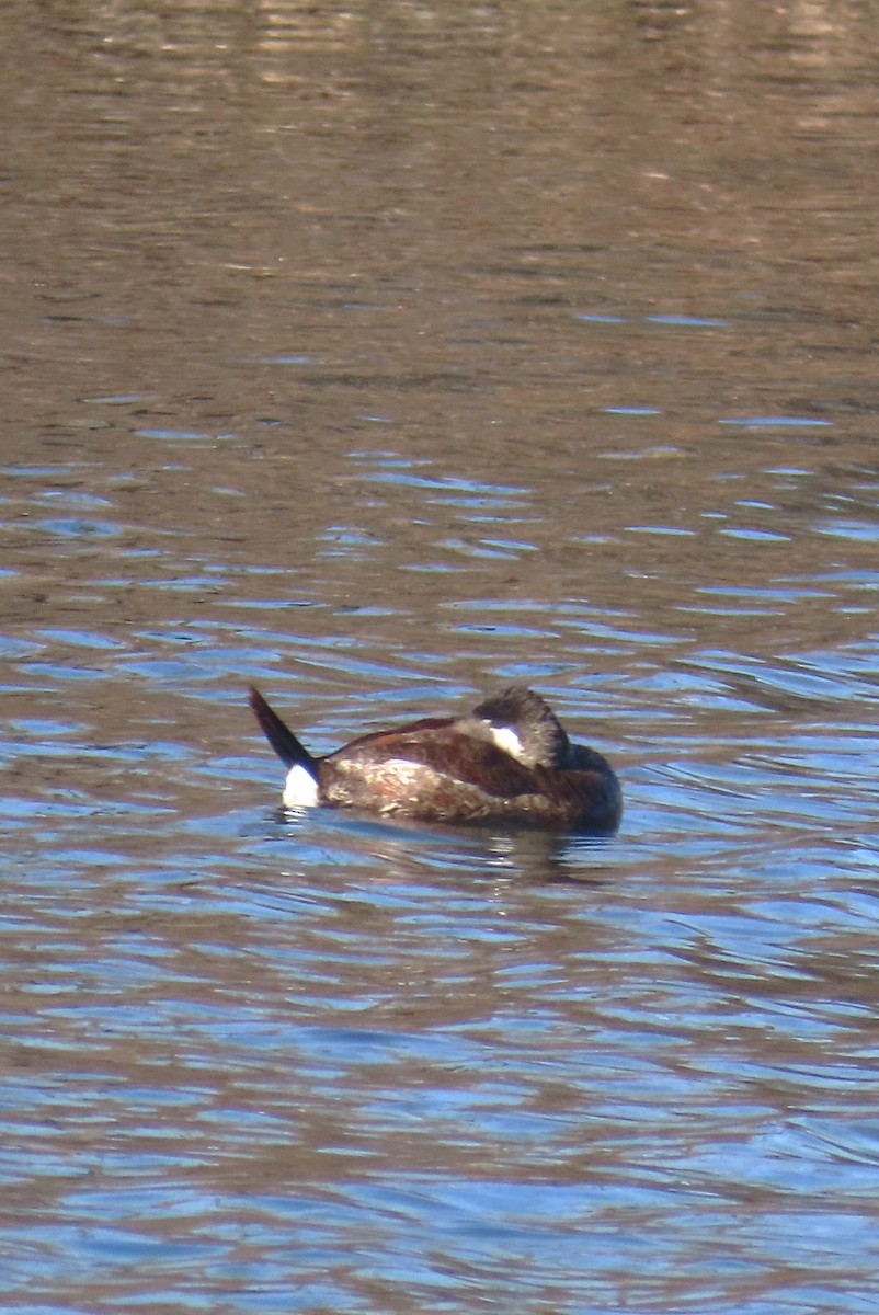 アカオタテガモ - ML646481994