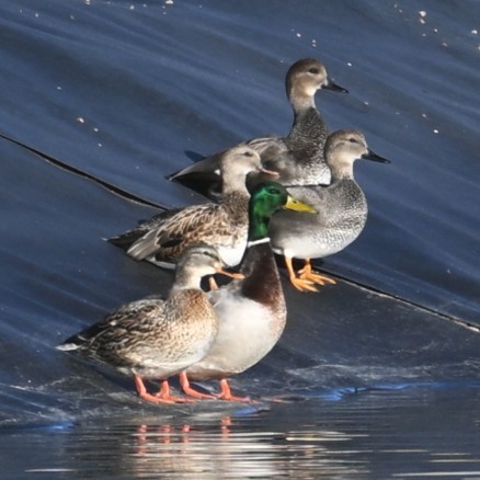 赤膀鴨 - ML646481995