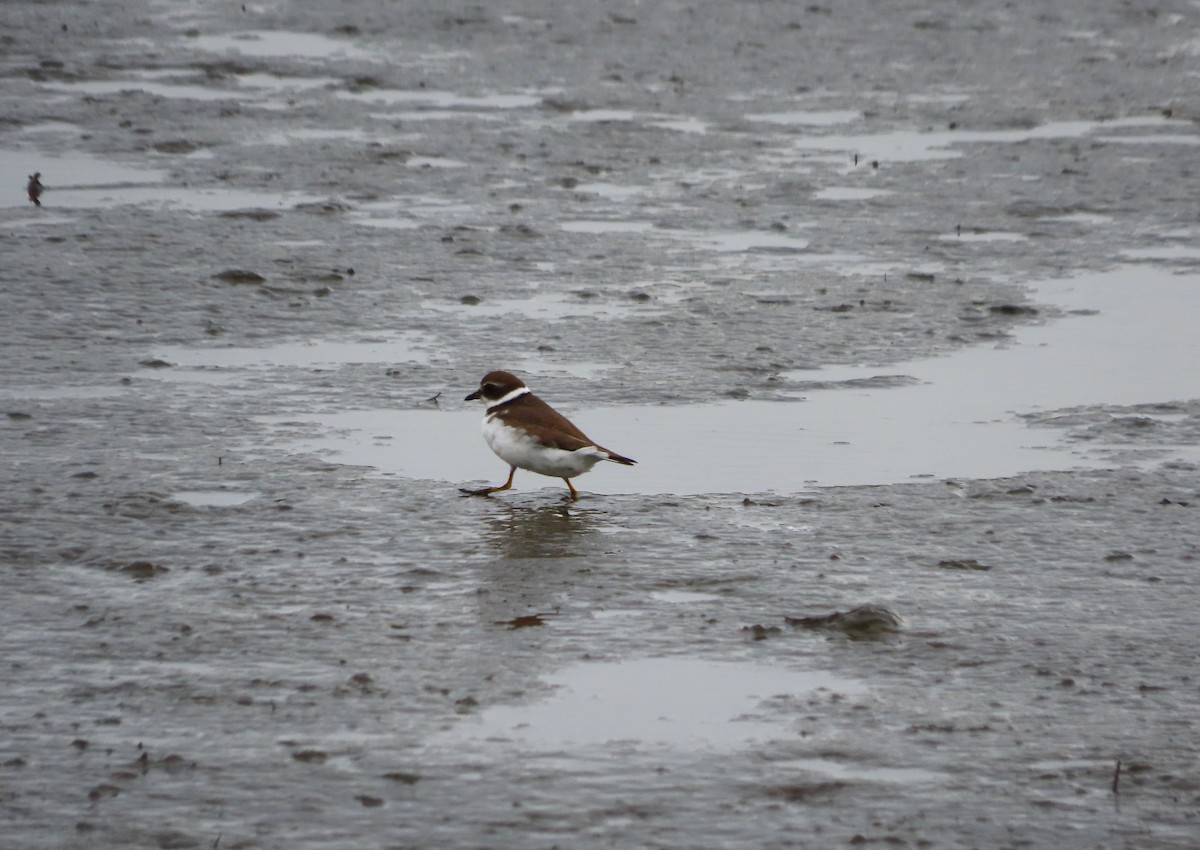 Semipalmated Plover - ML646481998