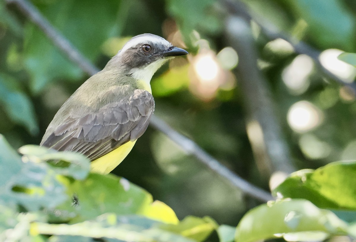 Social Flycatcher - ML646482000