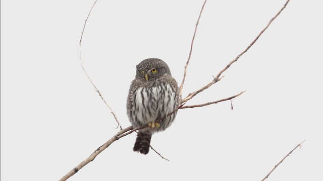 Northern Pygmy-Owl - ML646482004