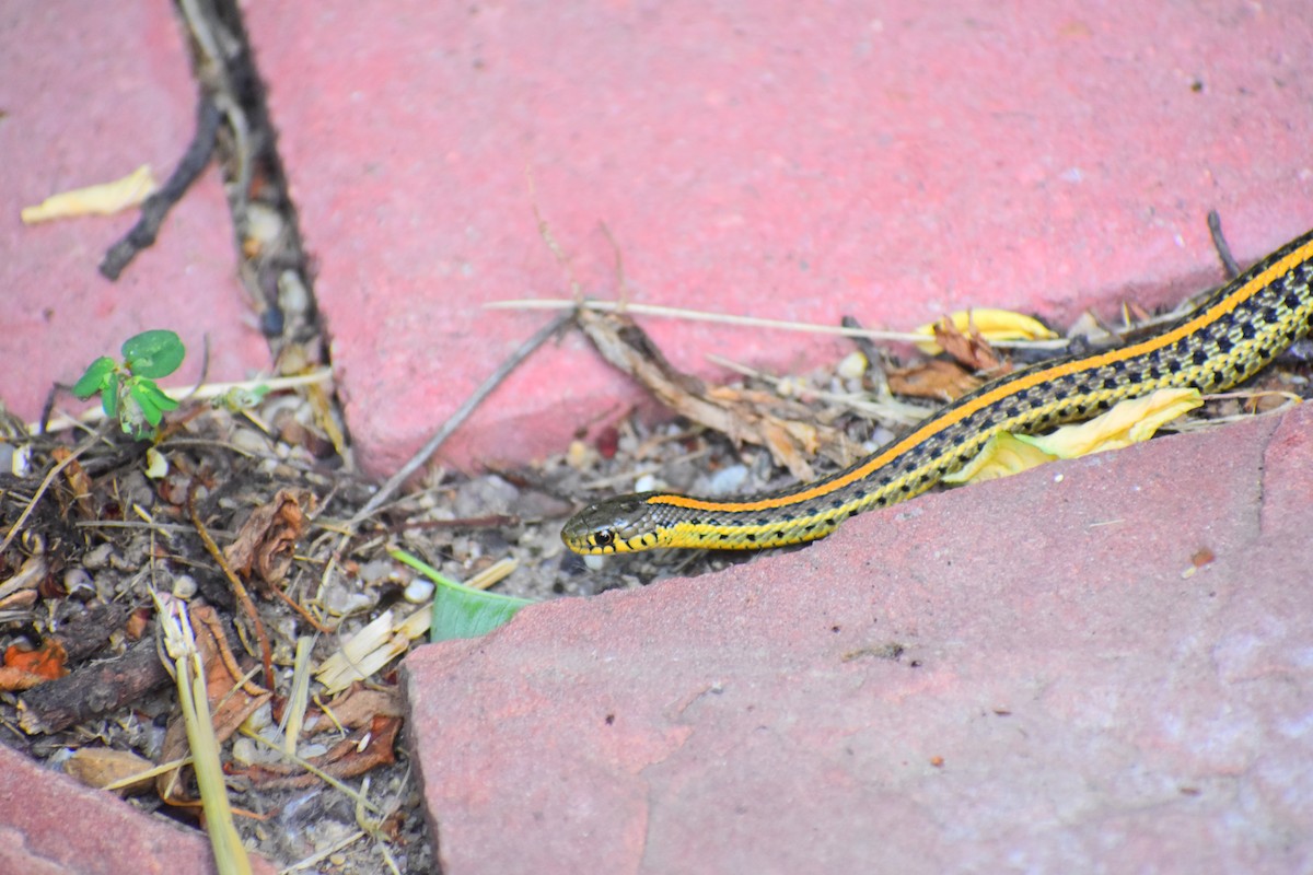 Plains Garter Snake - ML646482005