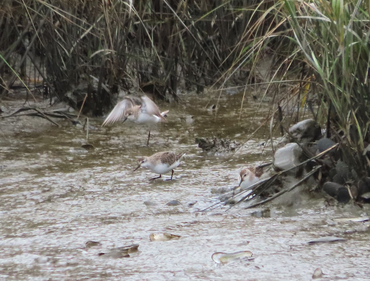 Побережник аляскинський - ML646482006