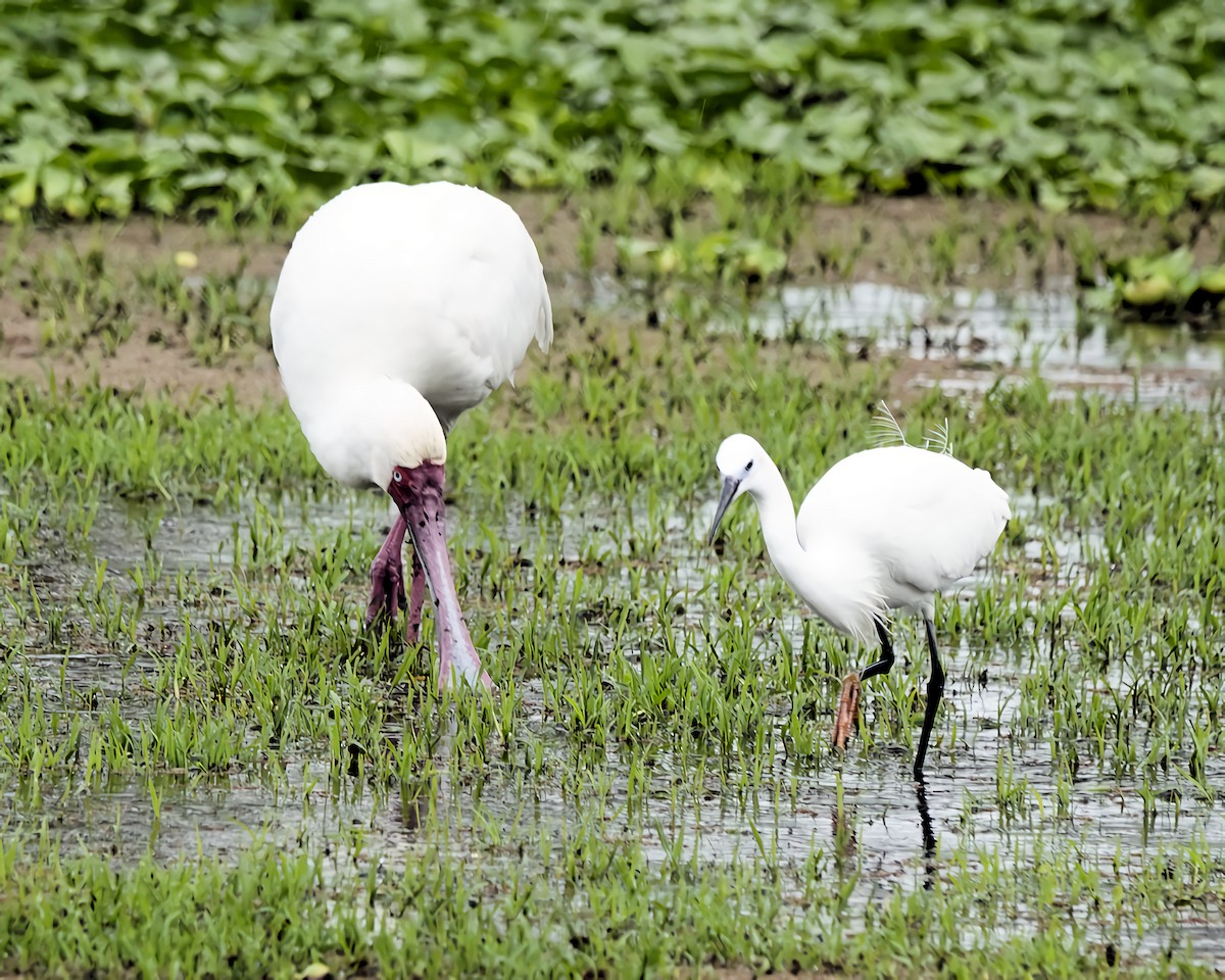 Little Egret - ML646482012