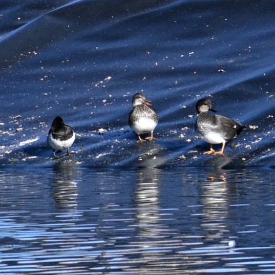 赤膀鴨 - ML646482013