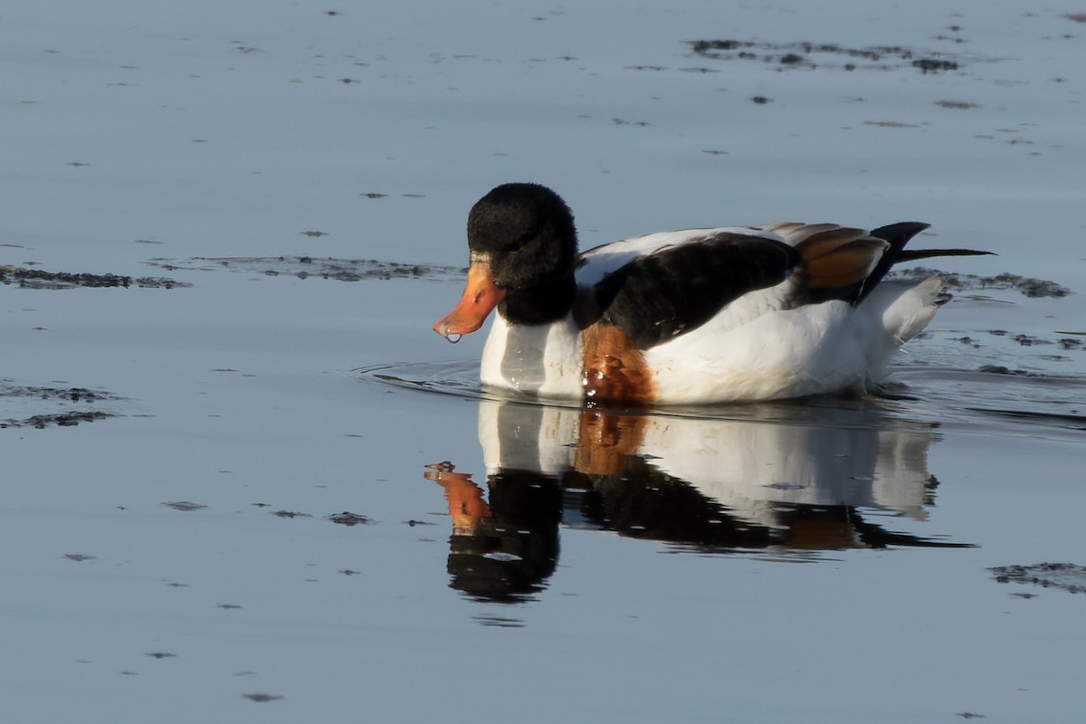 husice liščí - ML646482015