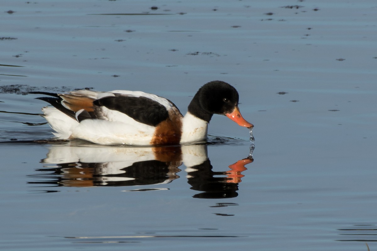 husice liščí - ML646482016