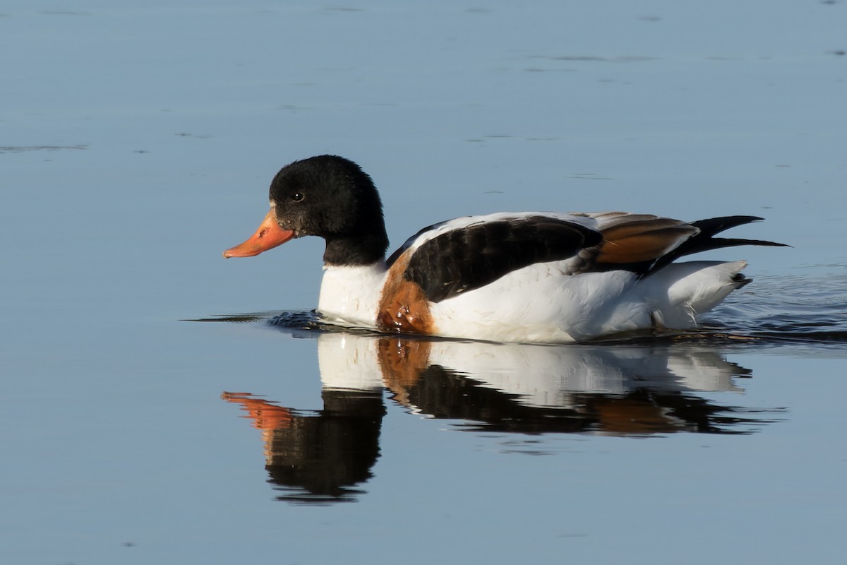 husice liščí - ML646482017