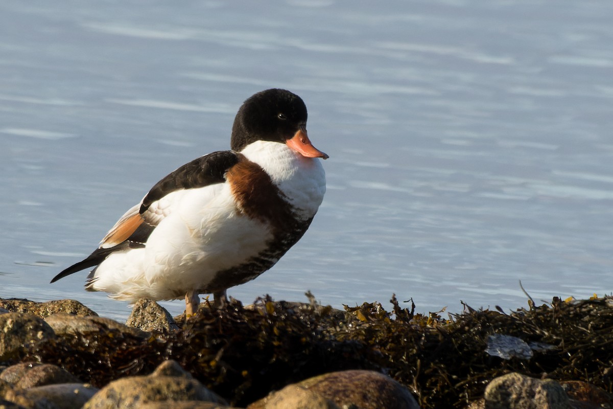 husice liščí - ML646482018