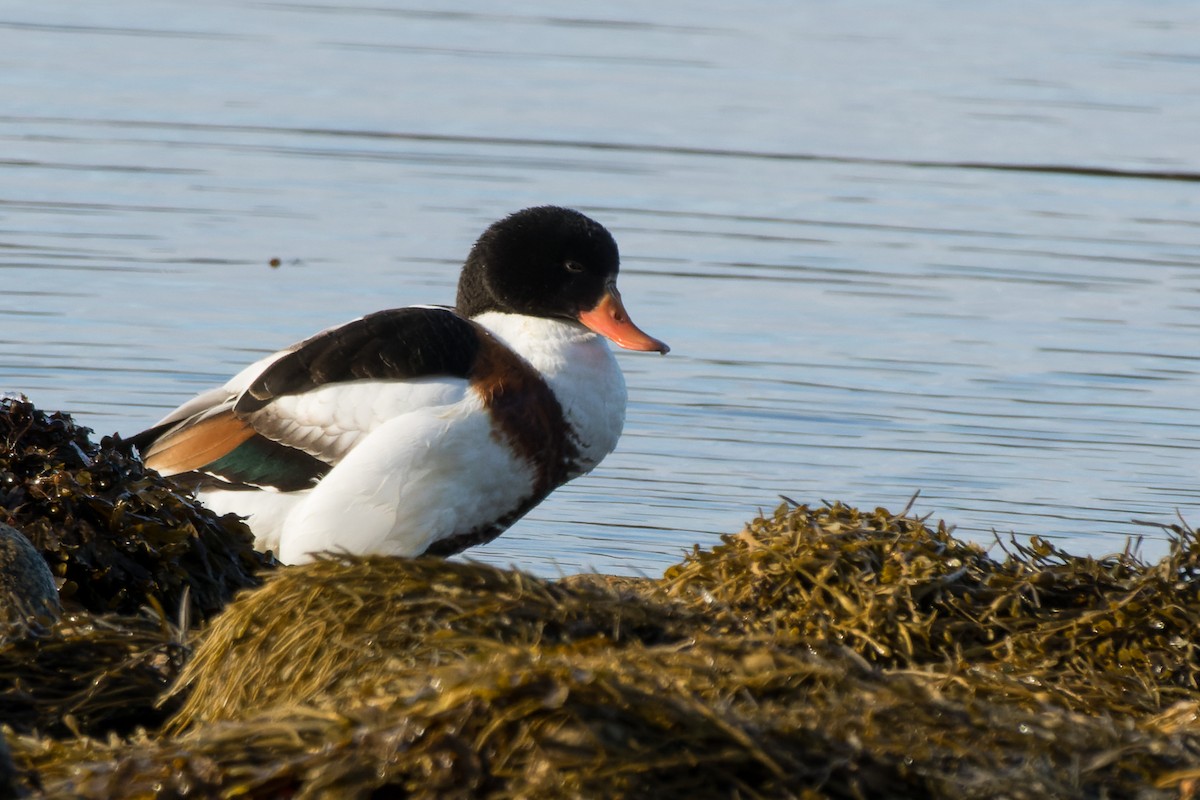 husice liščí - ML646482019