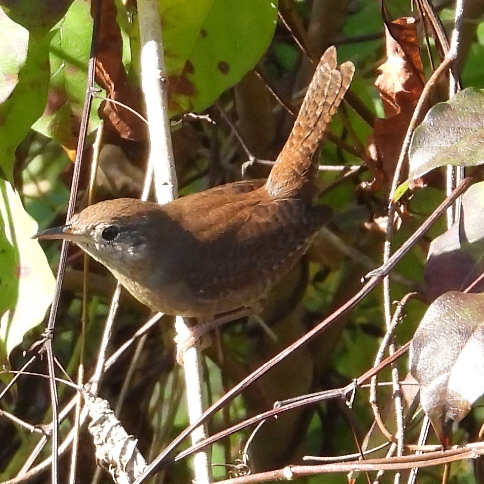 Northern House Wren - ML646482021