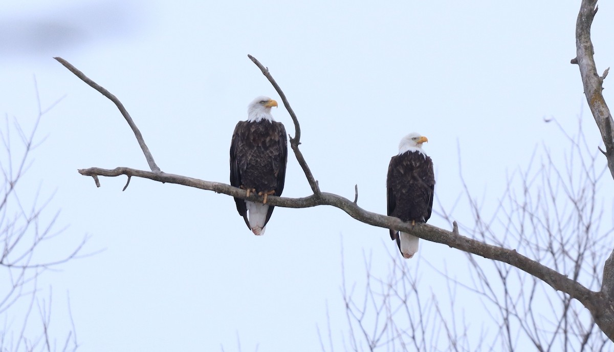 Bald Eagle - ML646482025
