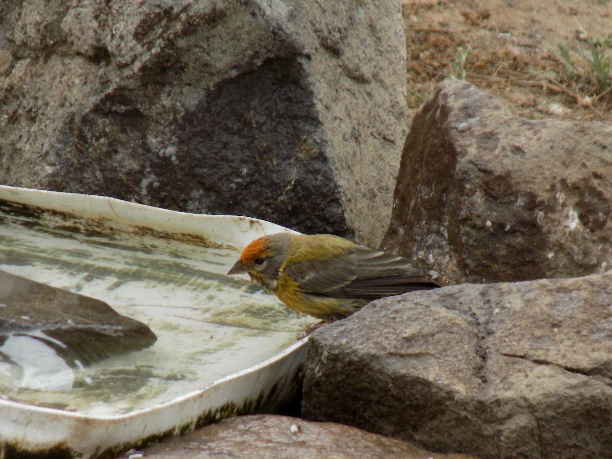 Gray-hooded Sierra Finch - ML646482026