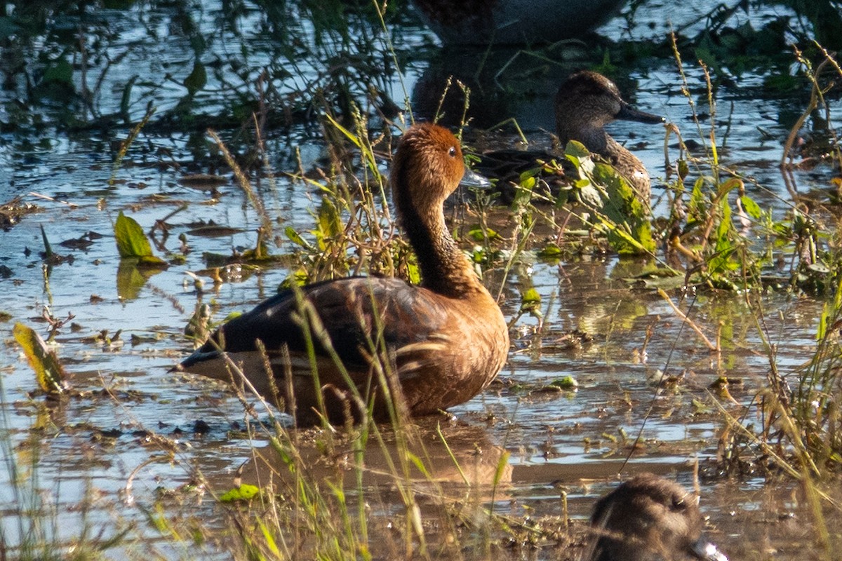 Fulvous Whistling-Duck - ML646482027