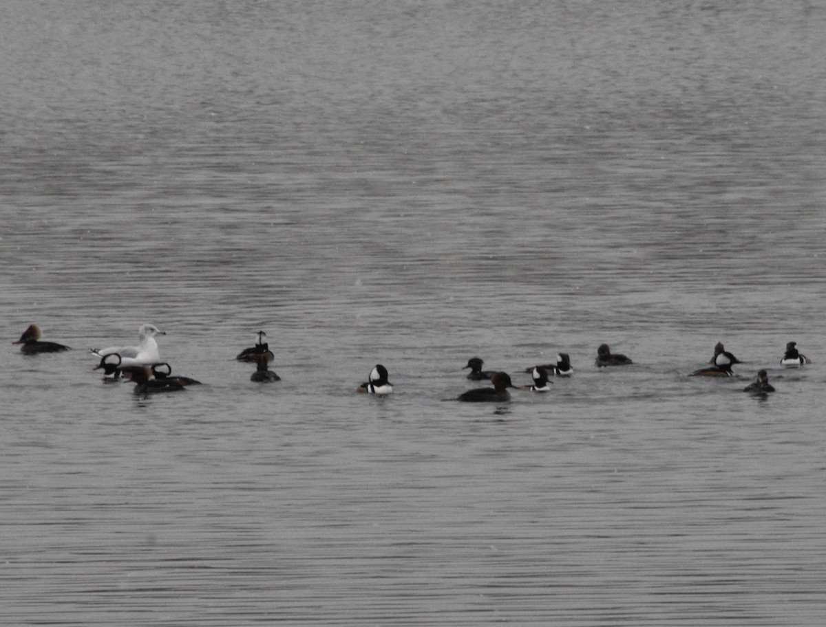 Ring-billed Gull - ML646482028