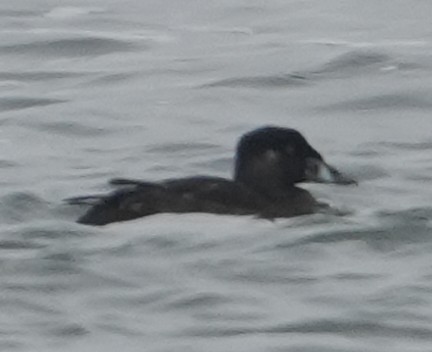 קטיפנית משברים - ML646482029