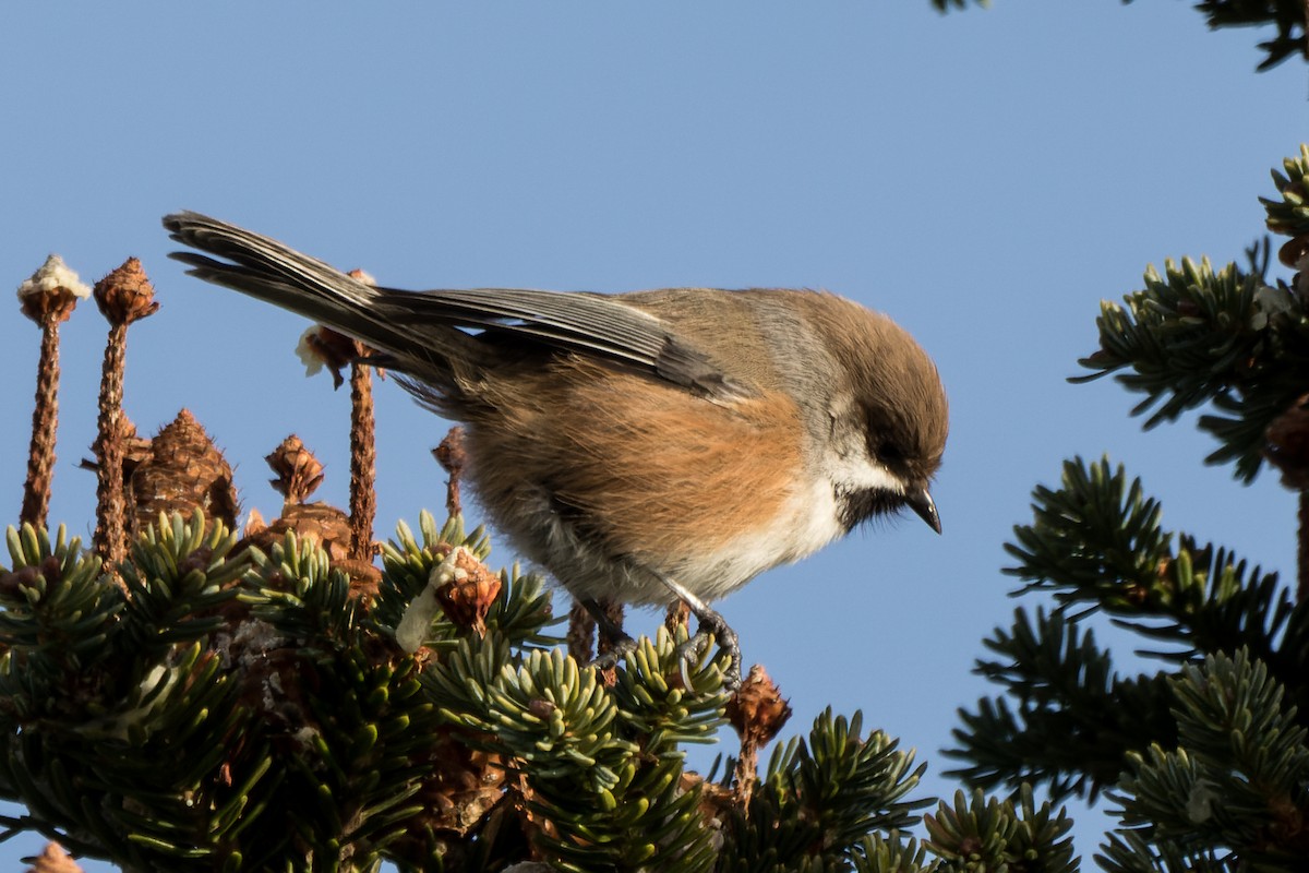 sýkora severní - ML646482030