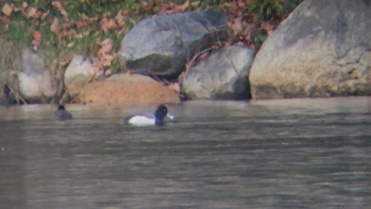 Ringschnabel- x Kanadabergente (Hybrid) - ML646482031