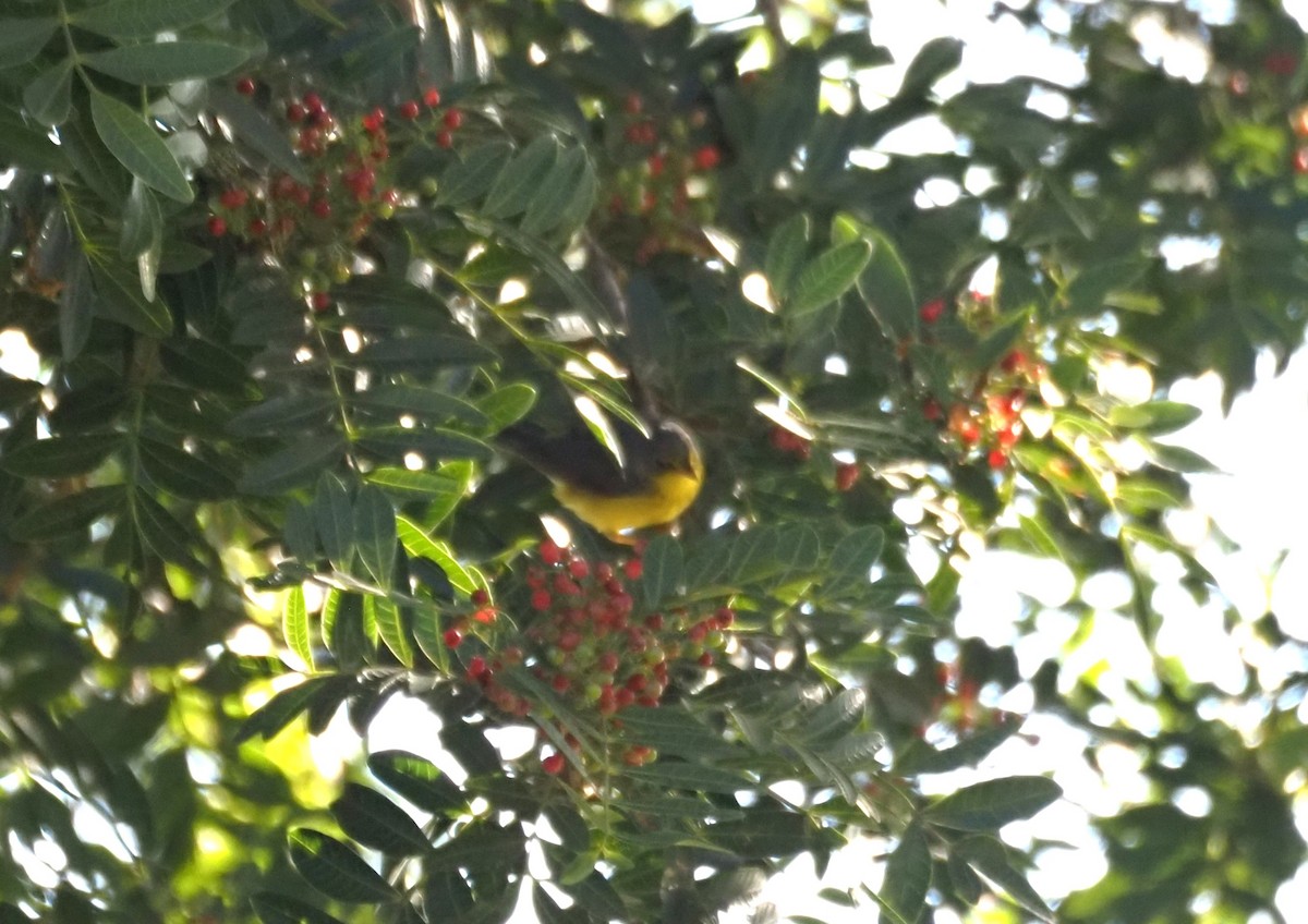 Канадская вильсония - ML646482035