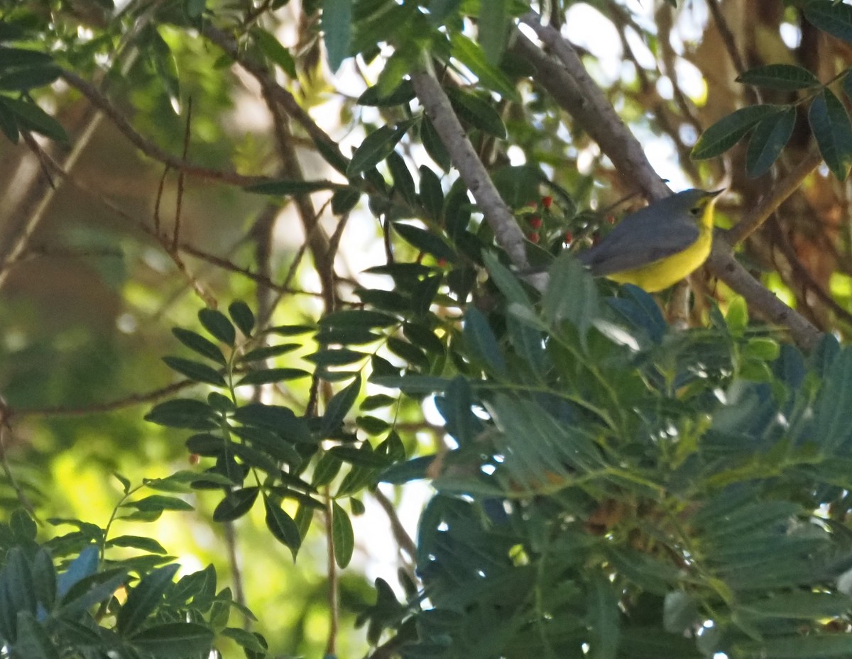 Канадская вильсония - ML646482036