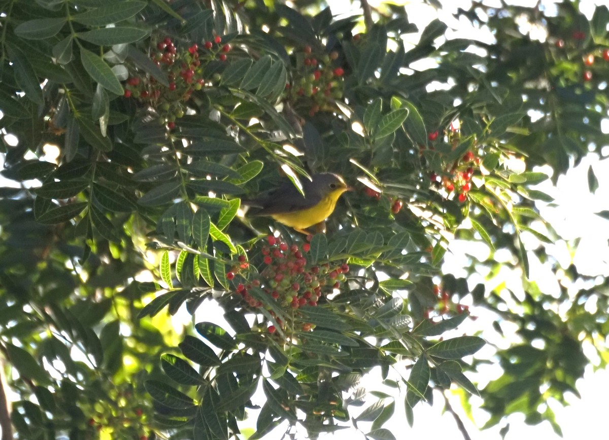 Канадская вильсония - ML646482037