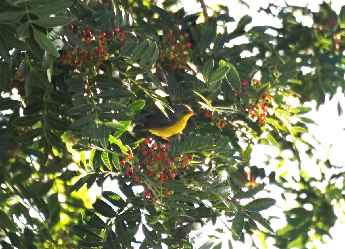 Канадская вильсония - ML646482039