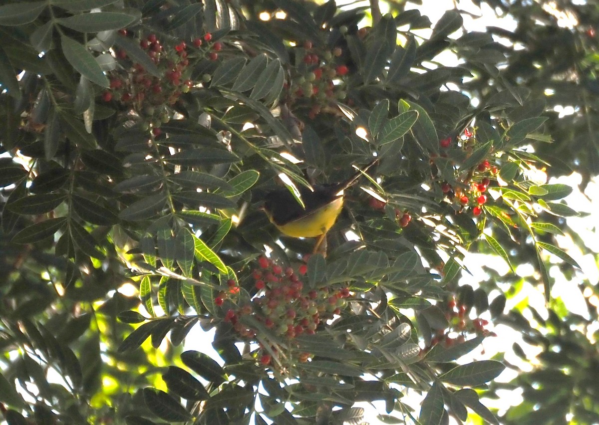 Канадская вильсония - ML646482040