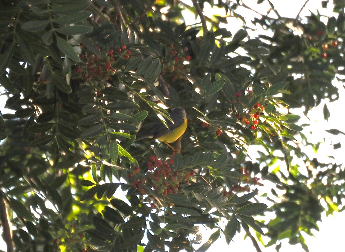 Канадская вильсония - ML646482041