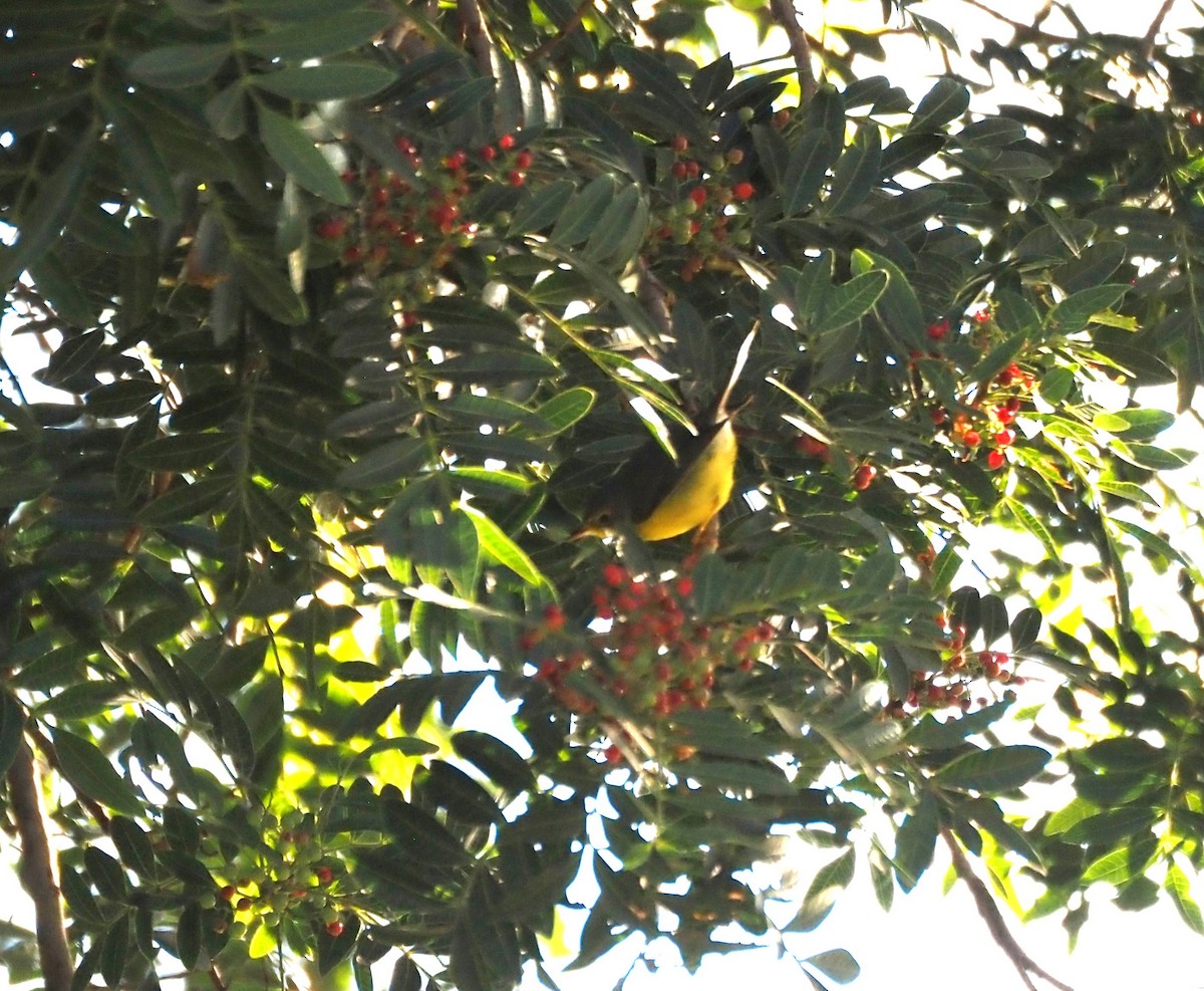 Канадская вильсония - ML646482042