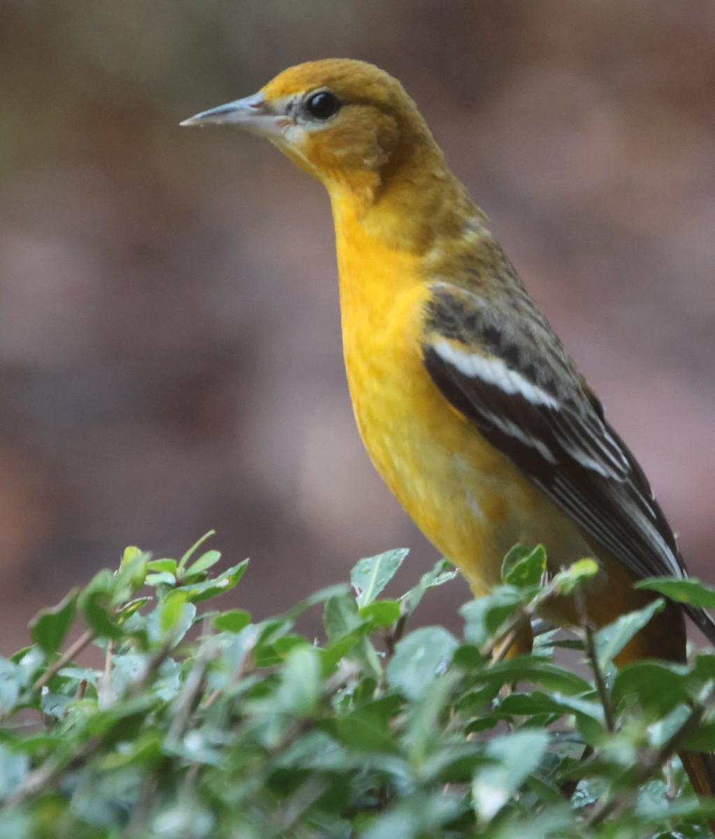 Балтиморский трупиал - ML646482043