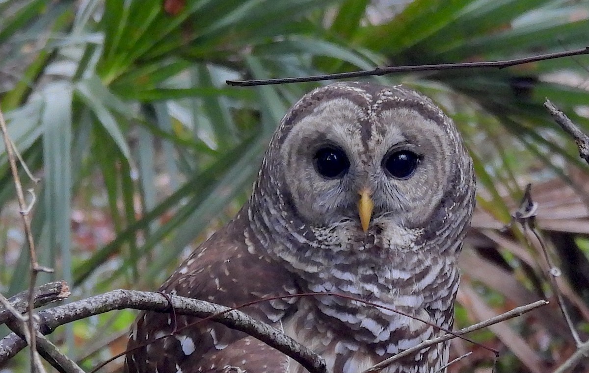 アメリカフクロウ - ML646482044