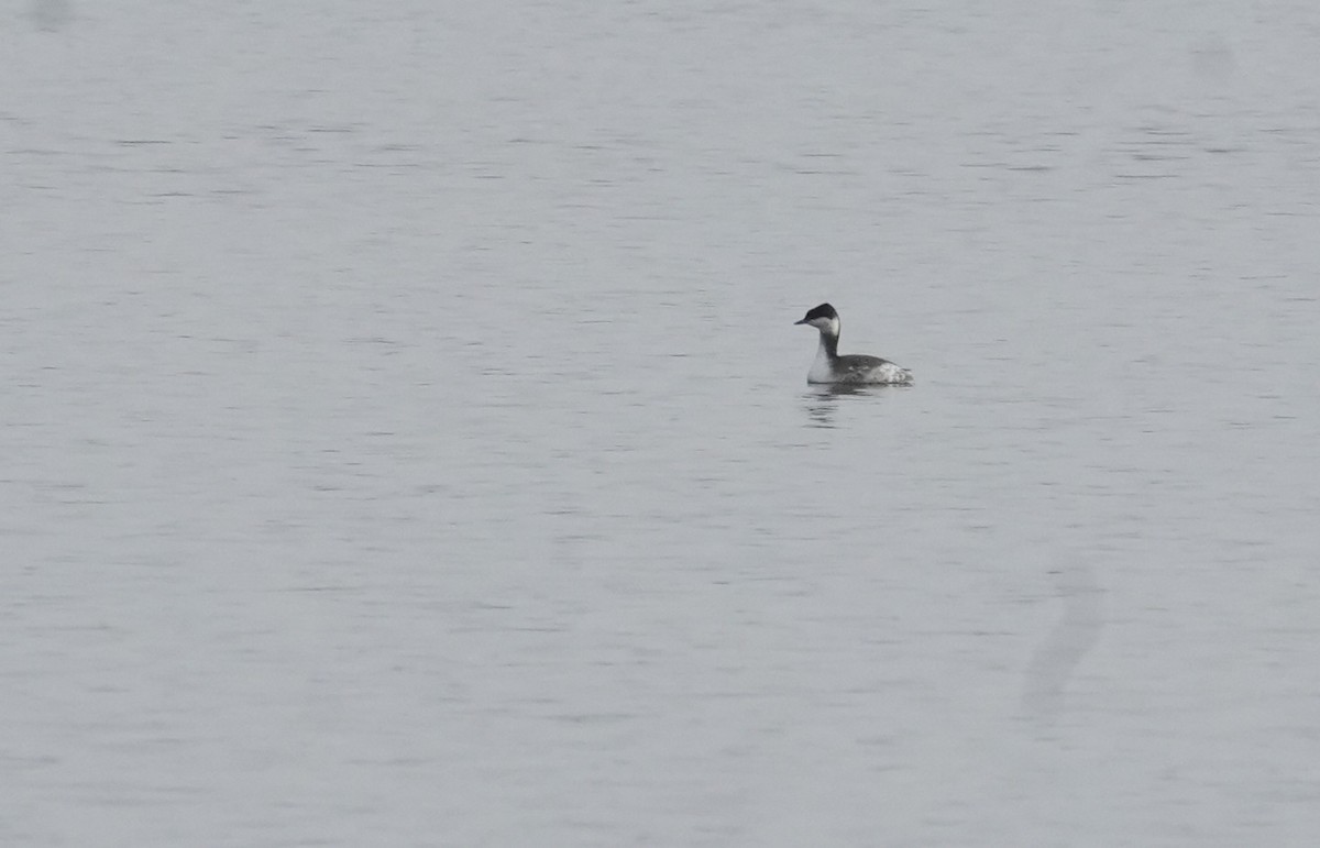 Horned Grebe - ML646482045