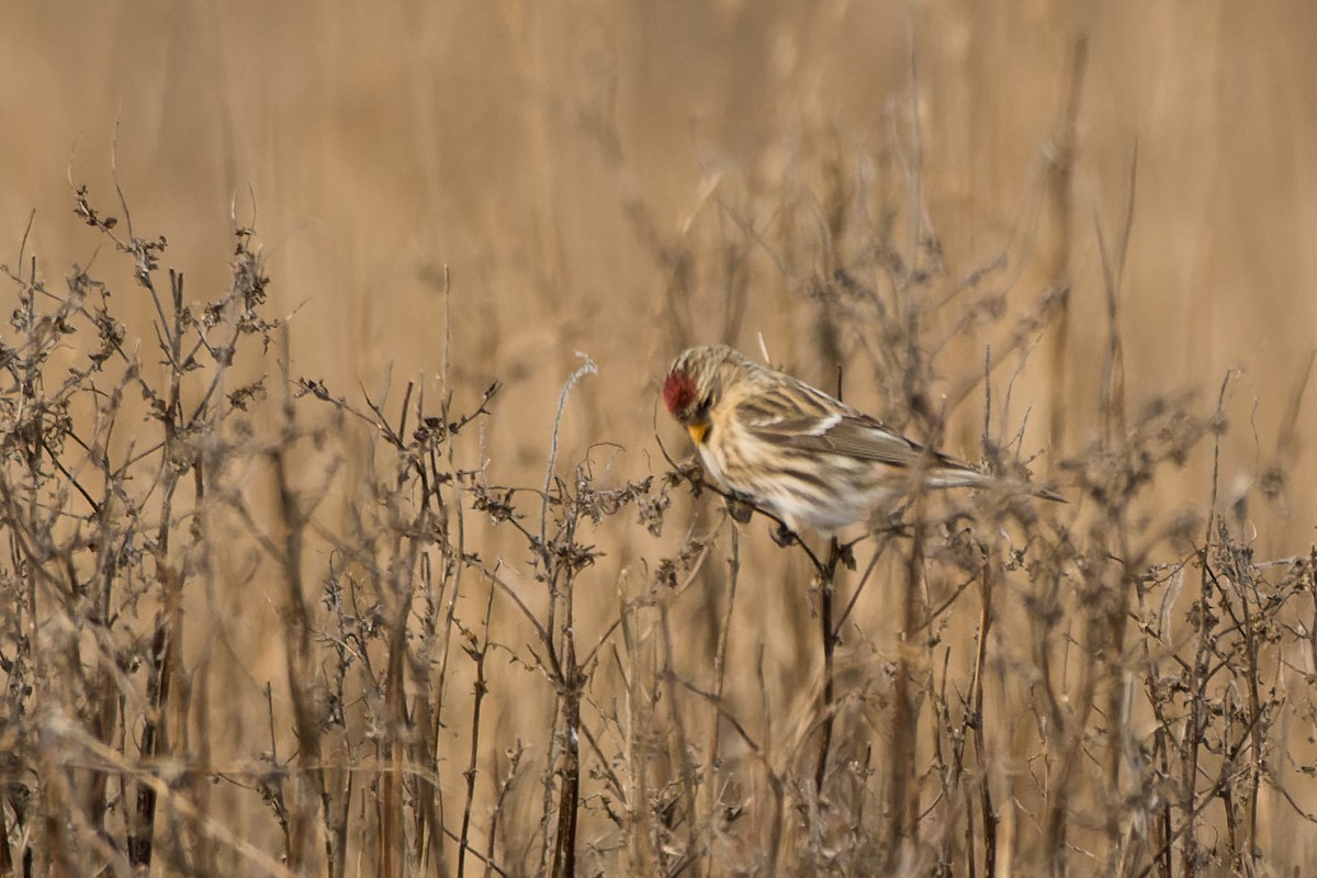 čečetka zimní (ssp. flammea/rostrata/islandica) - ML646482046