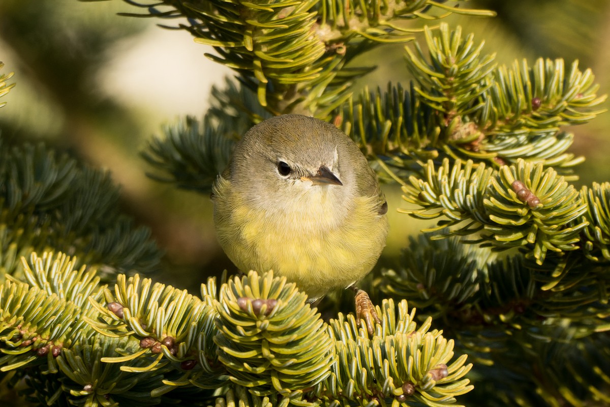 lesňáček hvězdičkový - ML646482051