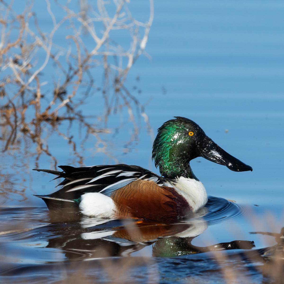 Northern Shoveler - ML646482053