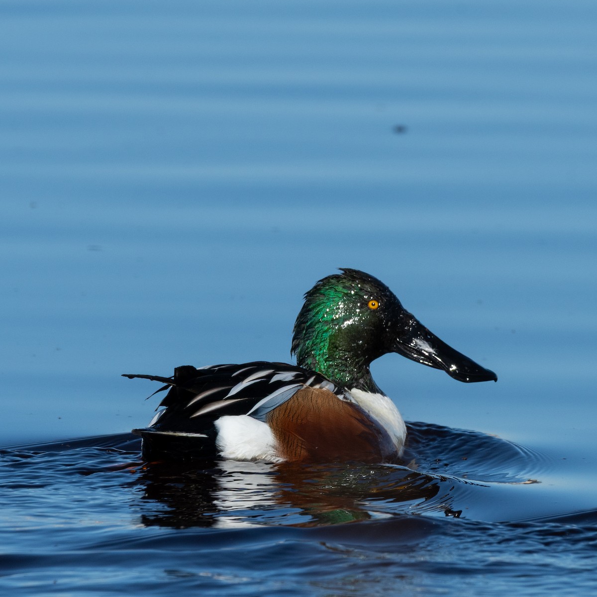 Northern Shoveler - ML646482054