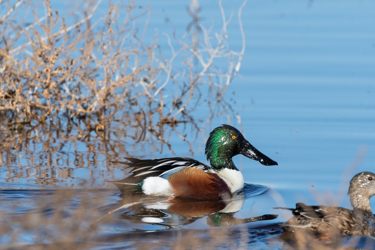 Cuchara Común - ML646482055