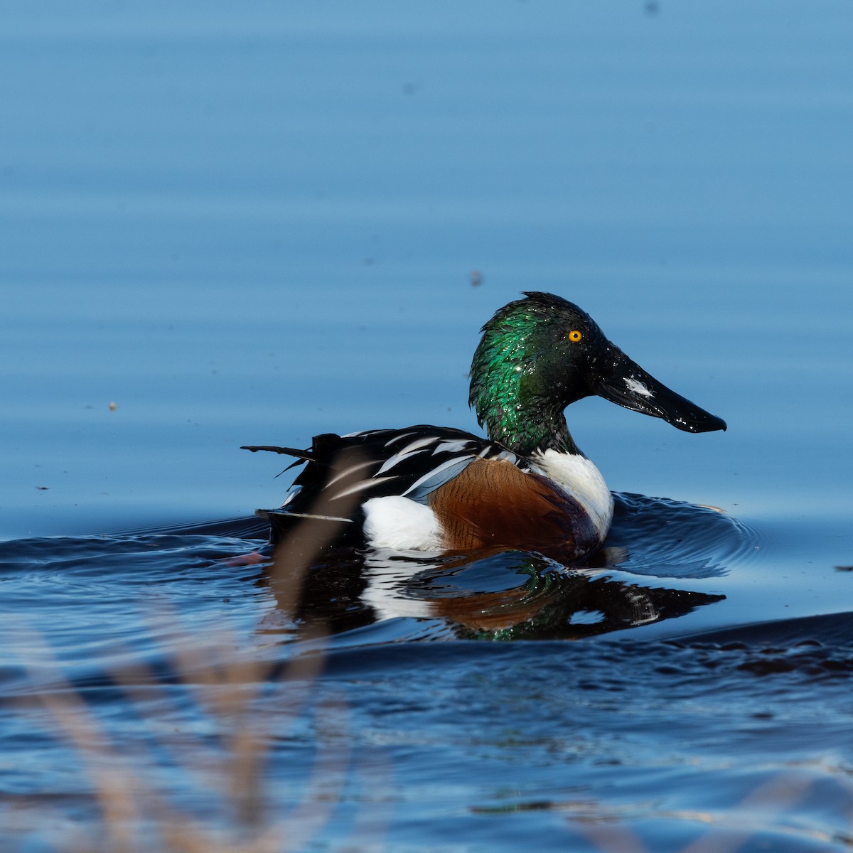 Northern Shoveler - ML646482056